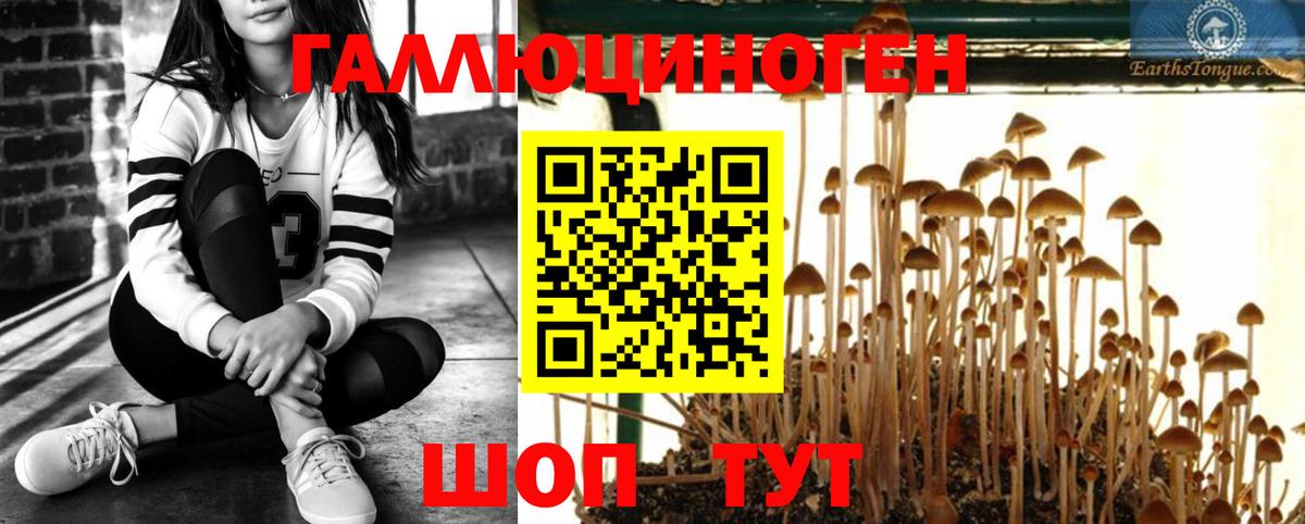 Галлюциногенные грибы Cubensis  продажа наркотиков  Грозный 